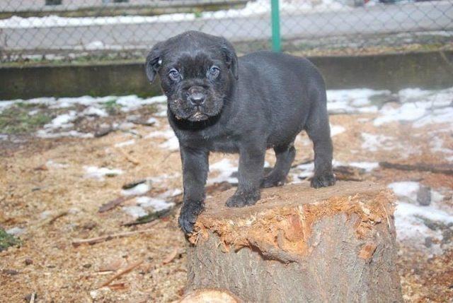 Cane Corso stenci