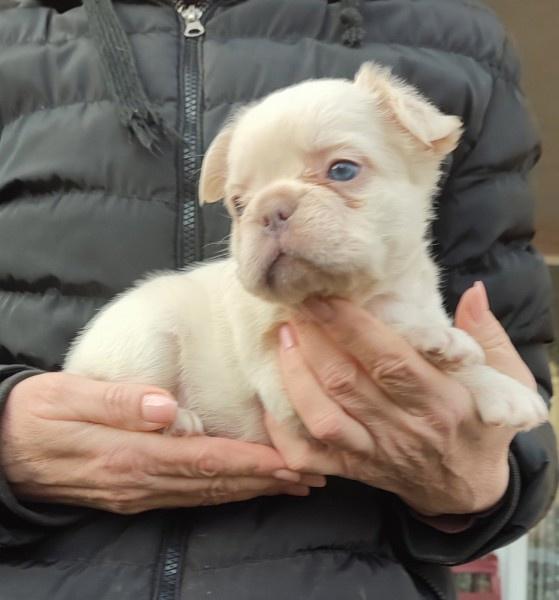 Francuski-buldog-štenci-dugodlaki