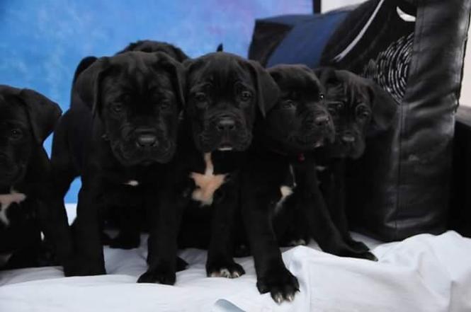 Stenci Cane Corso
