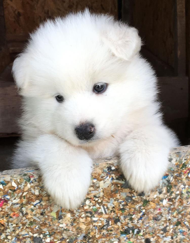 Samojed-štenci