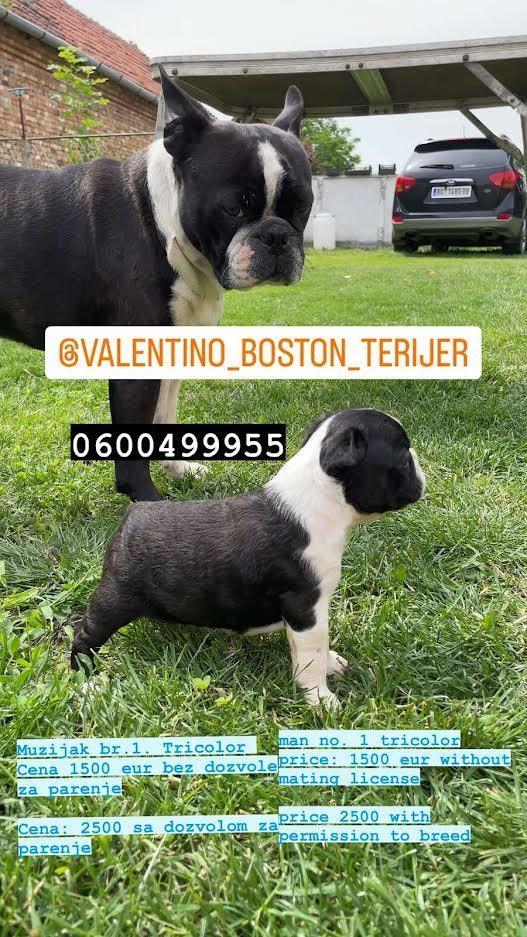 Boston-terijer-
