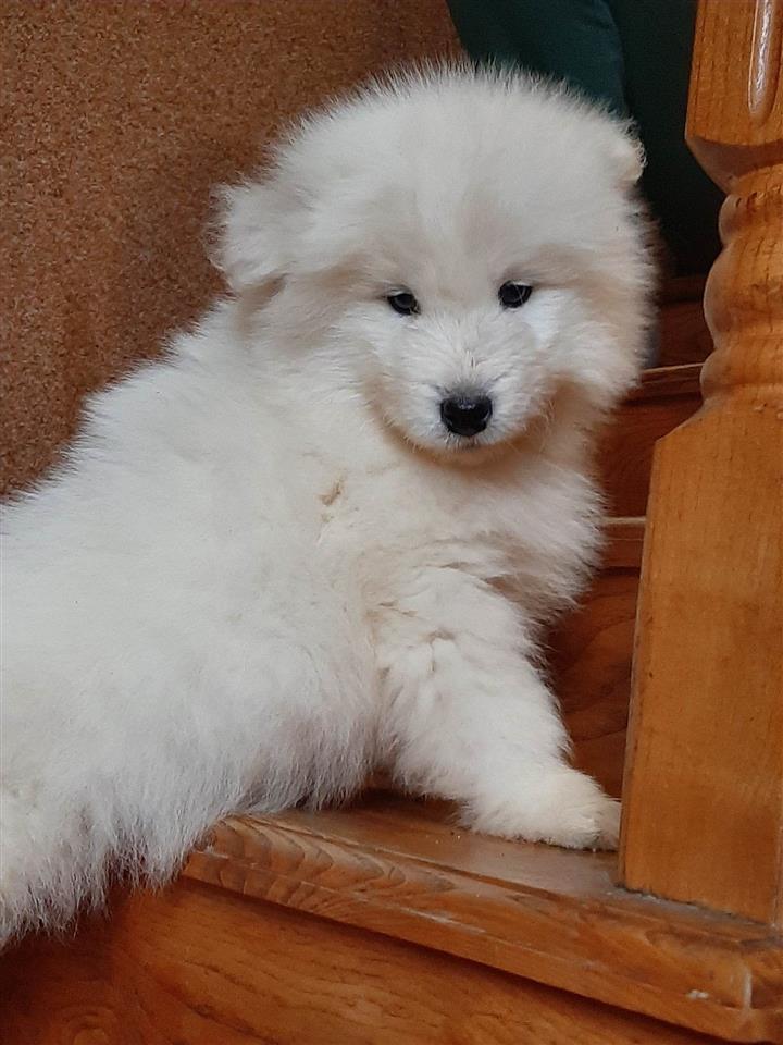 Samojed-prelepi-štenci