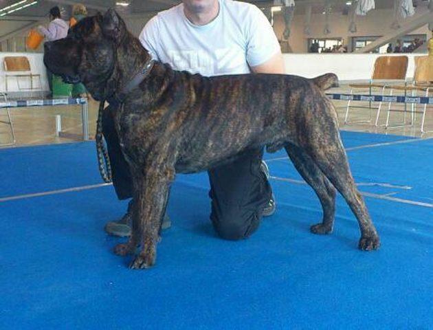 Cane-Corso---slobodan-za-parenje