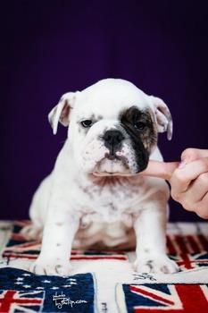 Engleski Bulldog štenad