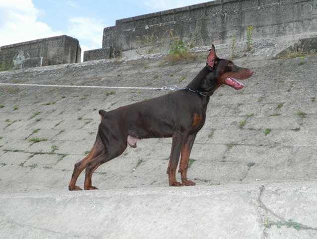 Muzjak-dobermana