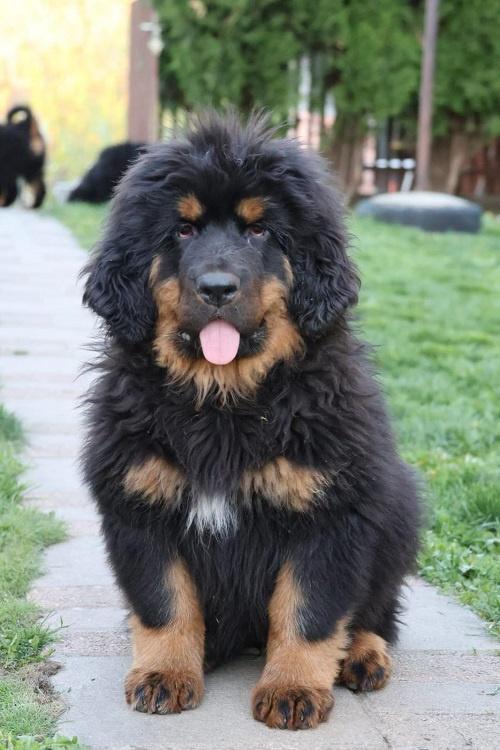 Tibetski-mastif--štenci