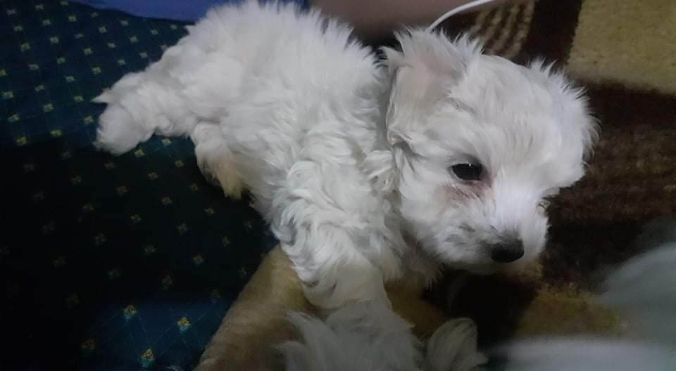 Maltezer