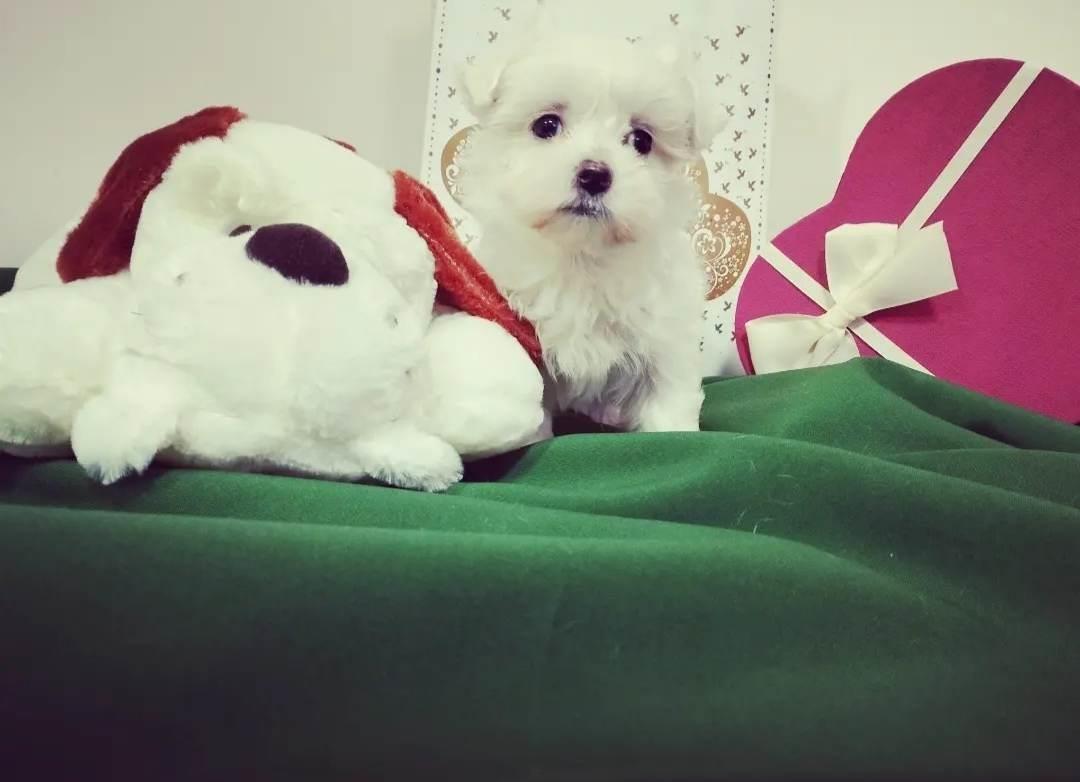 Maltezer