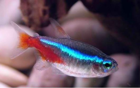 Plave neonke