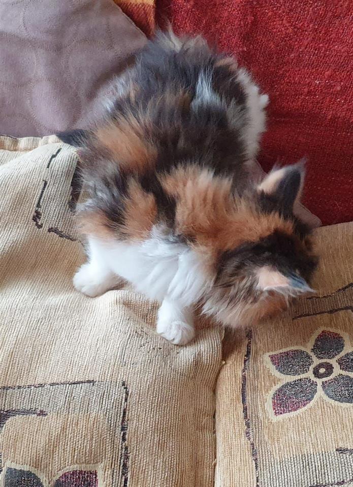 Maine-coon-mačići