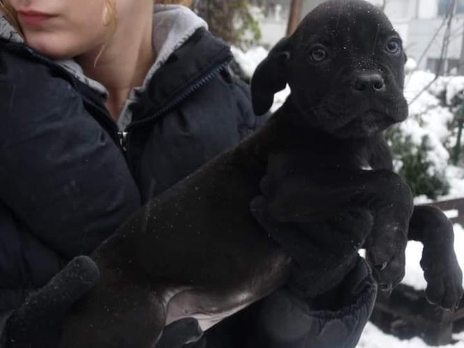 Na prodaju Cane Corso