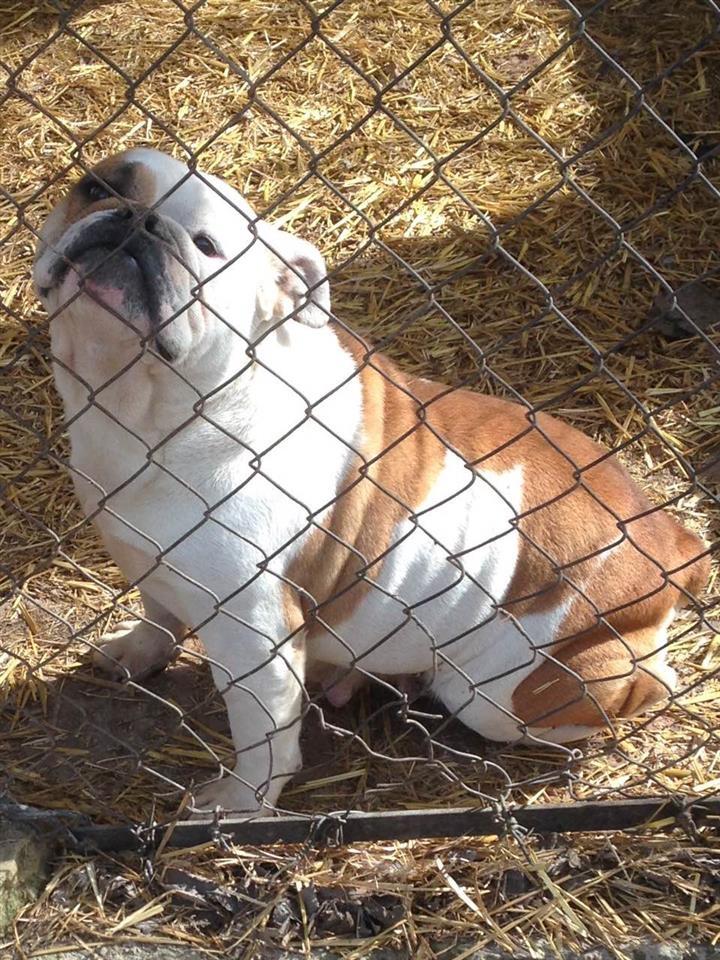 Engleski-buldog-ženke
