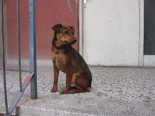 Mrvica - mali pas velikog srca