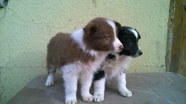 Border-Collie-stenci