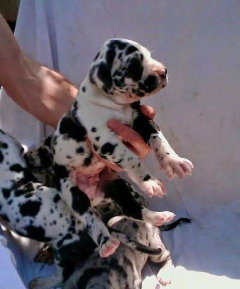 Nemačka-Doga--