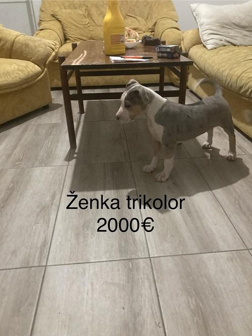 Pit-bull-terijer