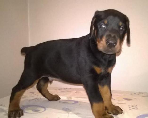 DOBERMAN stenci