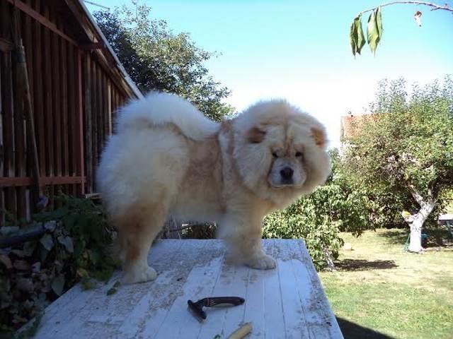 CHOW-CHOW-stenci
