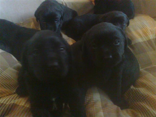 stenad-labrador-retrivera