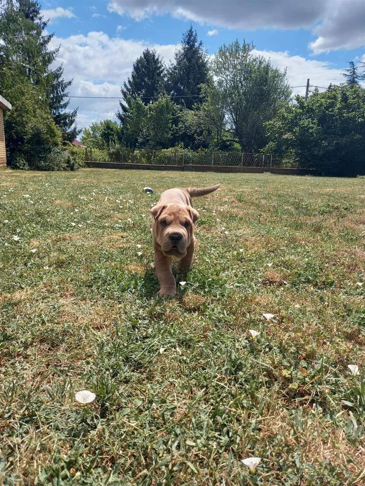 Sar-pej--Shar-pei--stenci