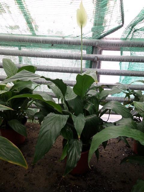Spathiphyllum-na-veliko