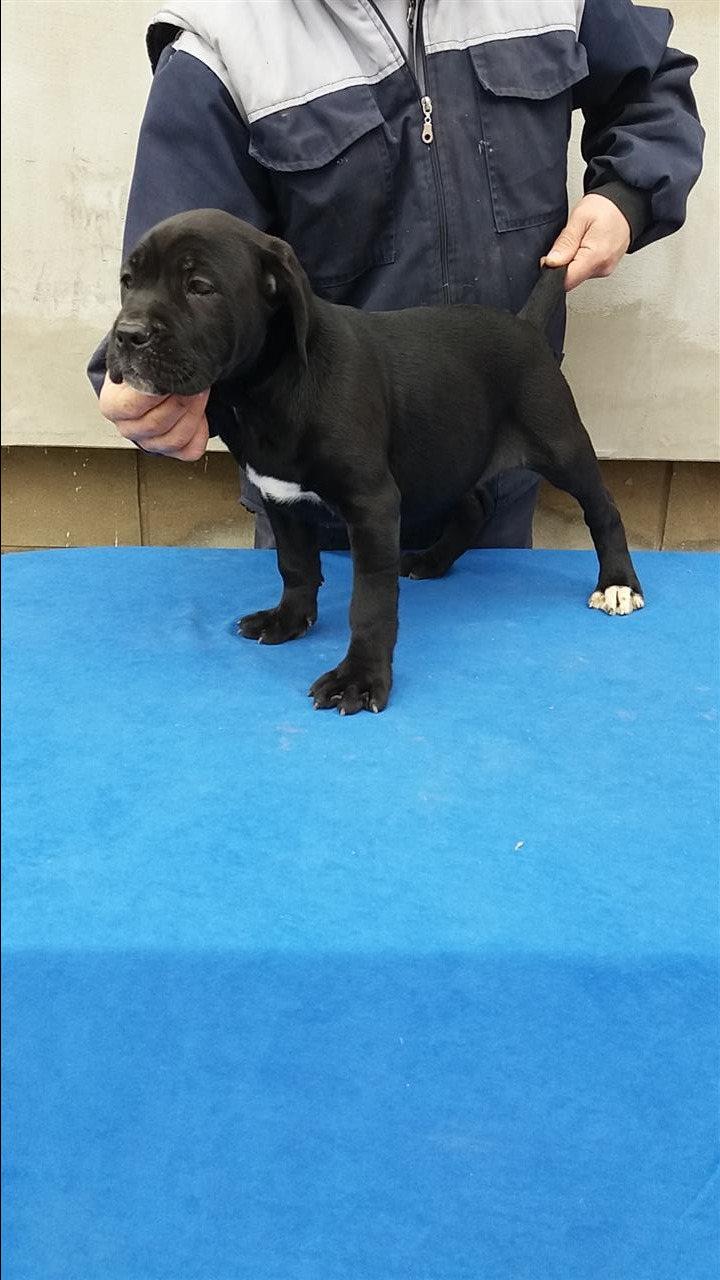 Cane-Corso-stenci-