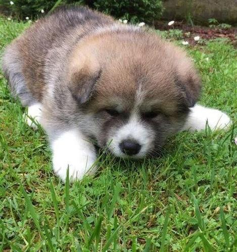 Akita Inu, stenci
