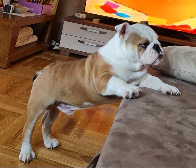 Engleski-buldog-na-prodaju