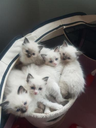 Ragdoll pedigree mačići