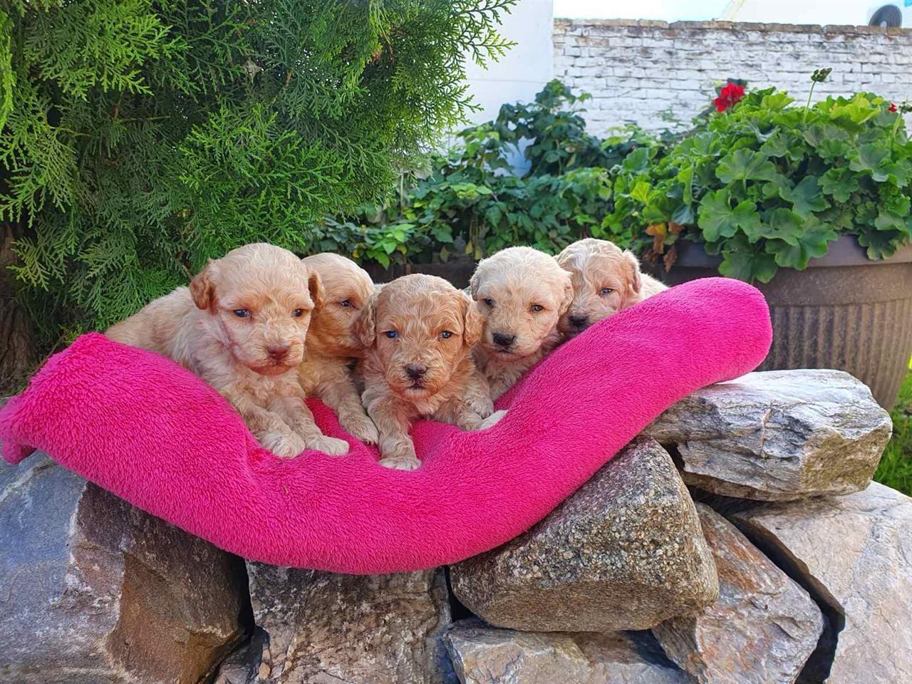 Maltipoo-štenci