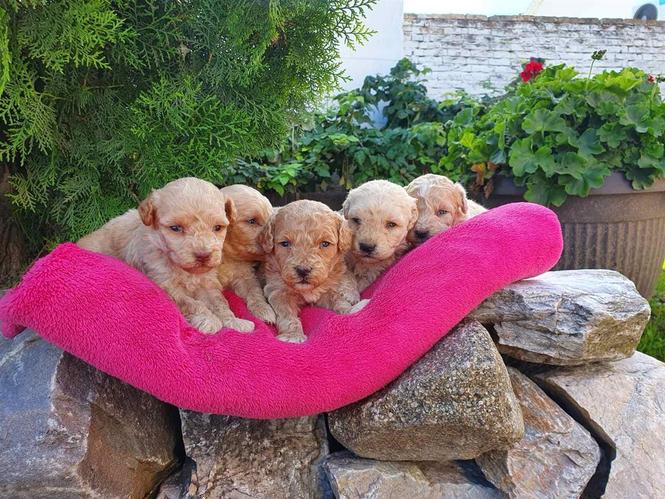 Maltipoo štenci