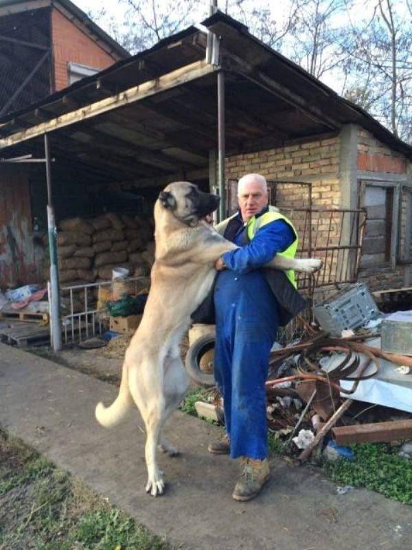 -Kangal-kucici