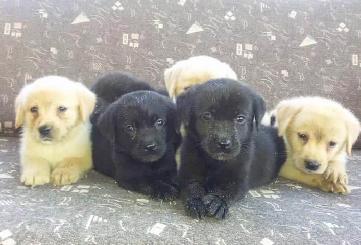 LABRADOR-RETRIVER---stenci