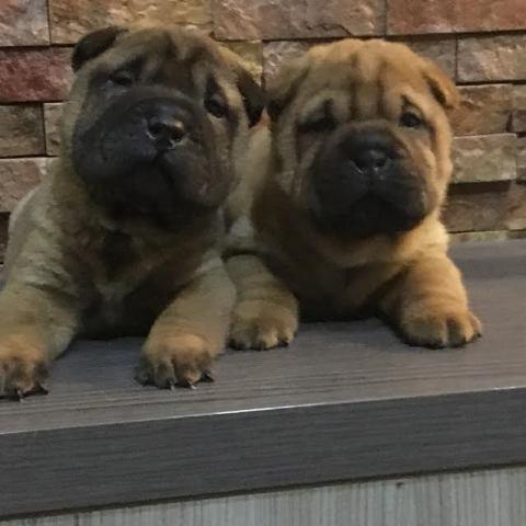 Sar-pej (Shar pei) štenci