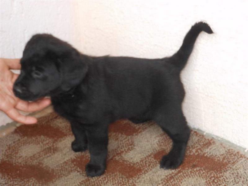 Labrador-retriver-stenad