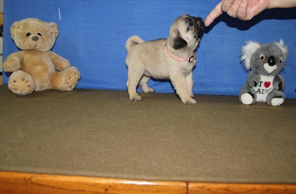 Mops-štenci