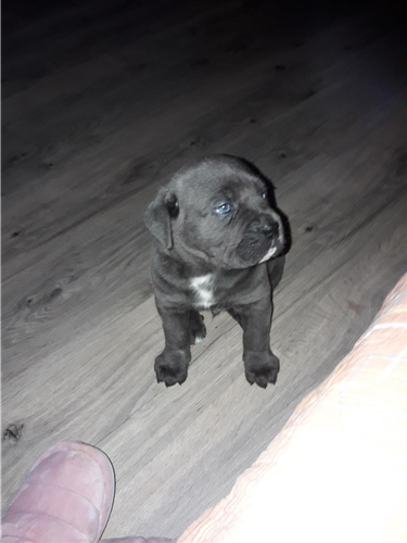 Cane corsa