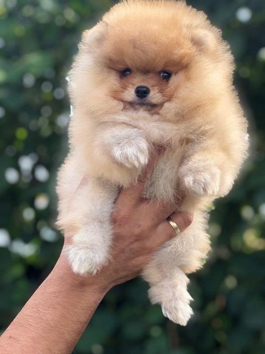 Pomeranac--Boo-štenci