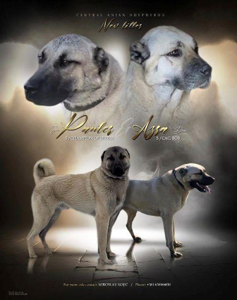 Turski-Kangal-štenci