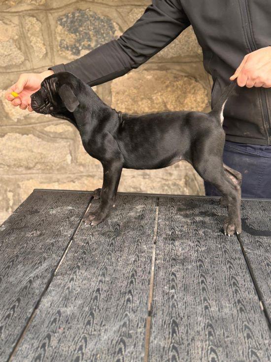 Cane-Corso-štenci