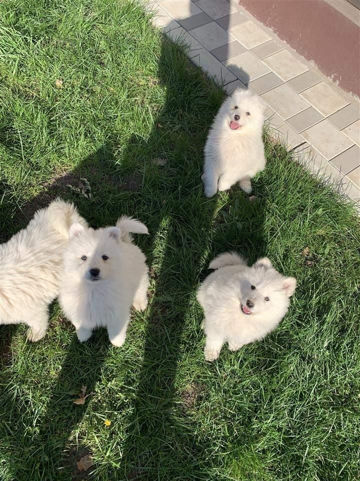 Samojed-stenci