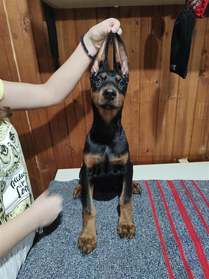 Štenci-Dobermana