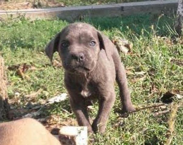 Cane Corso štenci
