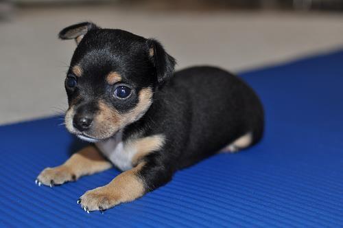 Chihuahua štenad