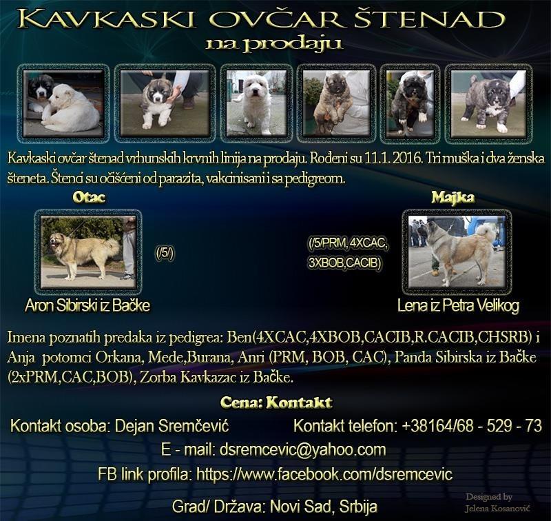 Kavkaski-Ovčar-štenad-