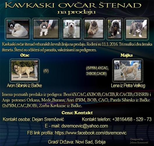 Kavkaski Ovčar štenad 