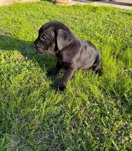Cane Corso štenci