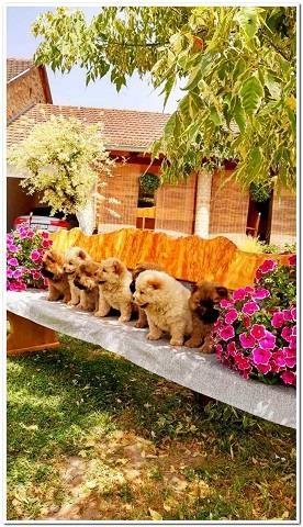 Chow-chow-cau-cau-stenad