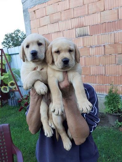 Labrador-stenci