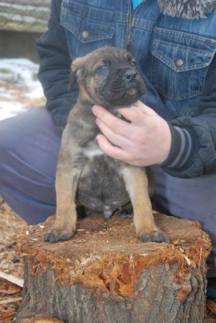 Cane-Corso-stenci